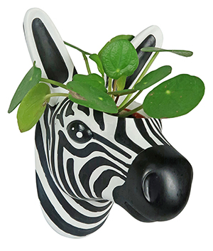 Plantpot Zebra